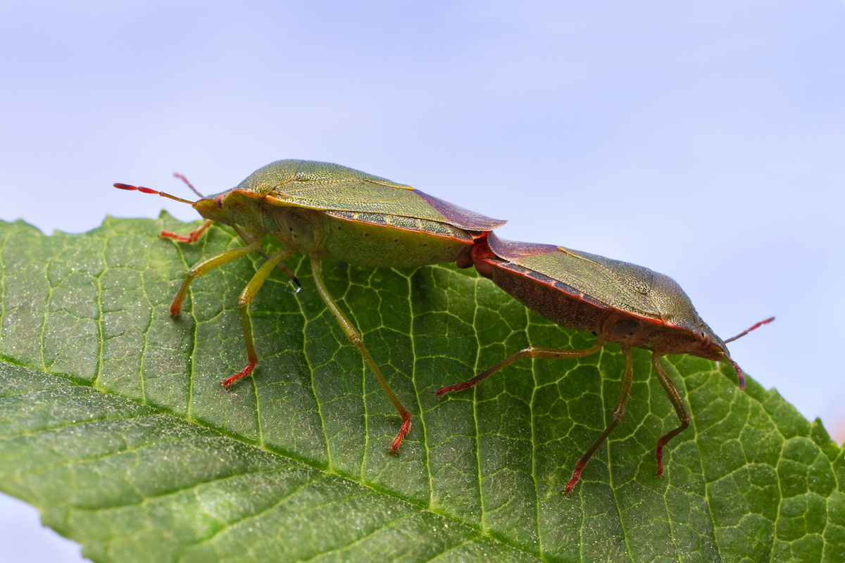 Green Shieldbugs mating